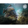 Delphin D SNAX SHELL csali 12mm/30g Kukorica-Ananász/wafters/oldódó