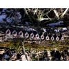 Delphin CyberBARBED TUBE ólomsúly 40g
