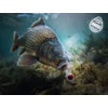 Delphin D SNAX SHELL csali 10mm/30g Rum – kóla /wafters/oldódó