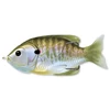 Livetarget Sunfish Walking Bait Natural/Olive Bluegill 90mm 18g