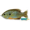 Livetarget Sunfish Walking Bait Natural/Blue Pumpkinseed 90mm 18G