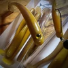 Just Fish Baits Kitara SR Gitano Barbel