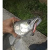 Iron Claw Just Shad RPE Real Perch UV