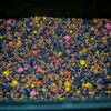 Stég Pva-Spod Mix 3-5-8mm 800g Fruit