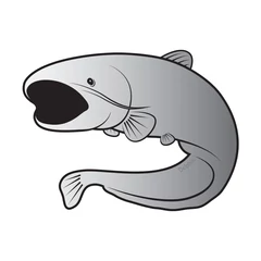 Delphin Öntapadó harcsa SILVER