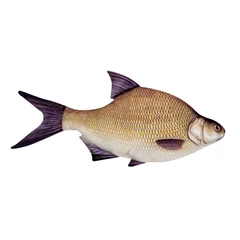 Halas Párna Keszeg 65cm
