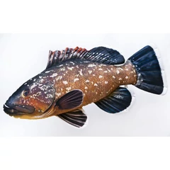 Pillow The Duskygrouper 100cm