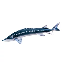 Pillow The European Sturgeon 36cm