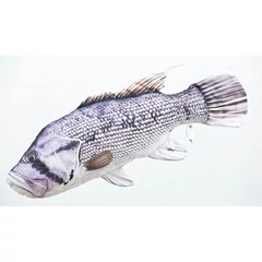 Pillow The Dhufish 80cm