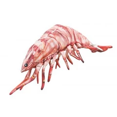 Pillow The Tiger Prawn 65cm