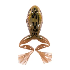 Livetarget 3” Freestyle Frog 2.0 Tan / Brown 75 mm Floating