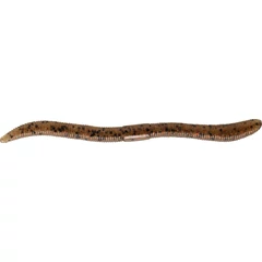 ILLEX Féreg Flick Shake 12cm Ebimiso Red Flake 8db