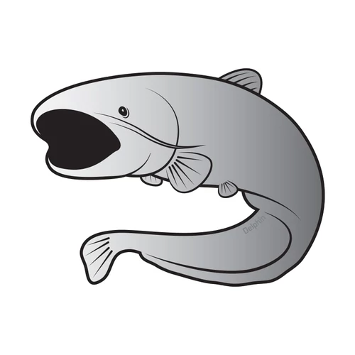 Delphin Öntapadó harcsa SILVER