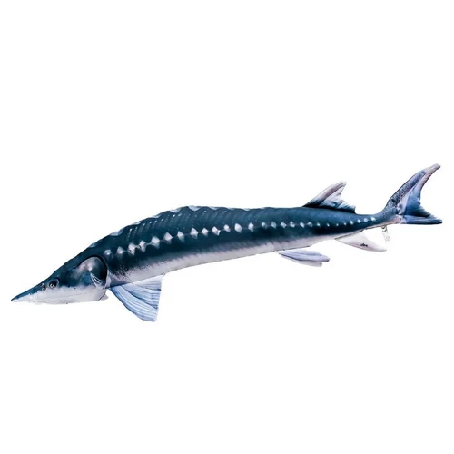 Pillow The European Sturgeon 36cm