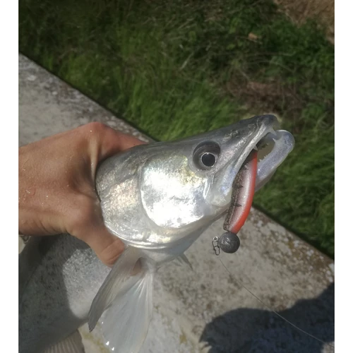 Iron Claw Just Shad RPE Real Perch UV